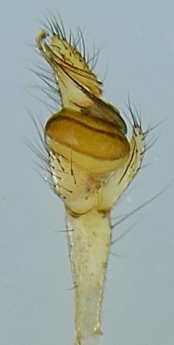 Tetragnatha pinicola